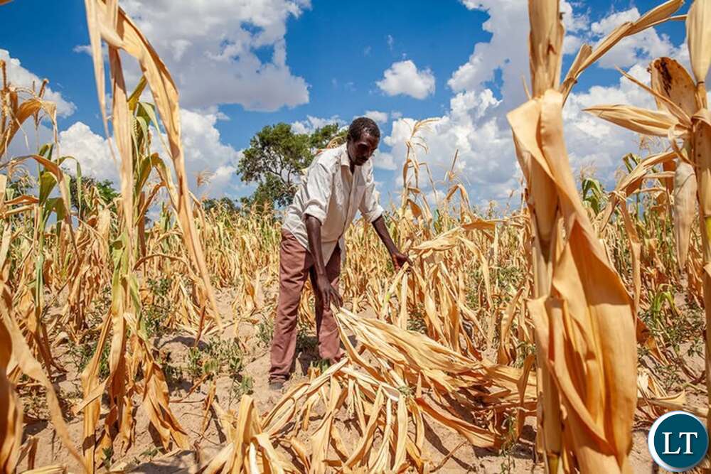 Zambia : Farmers Advised To Prepare For Anticipated El Nino
