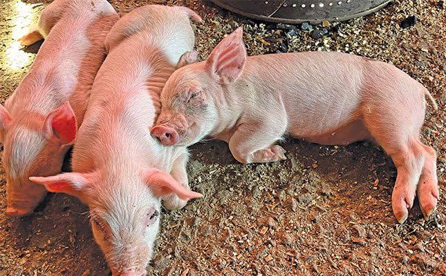 Forget cattle & invest in pigs – LCU urges youths