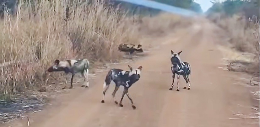 Study highlights journey of African wild dogs